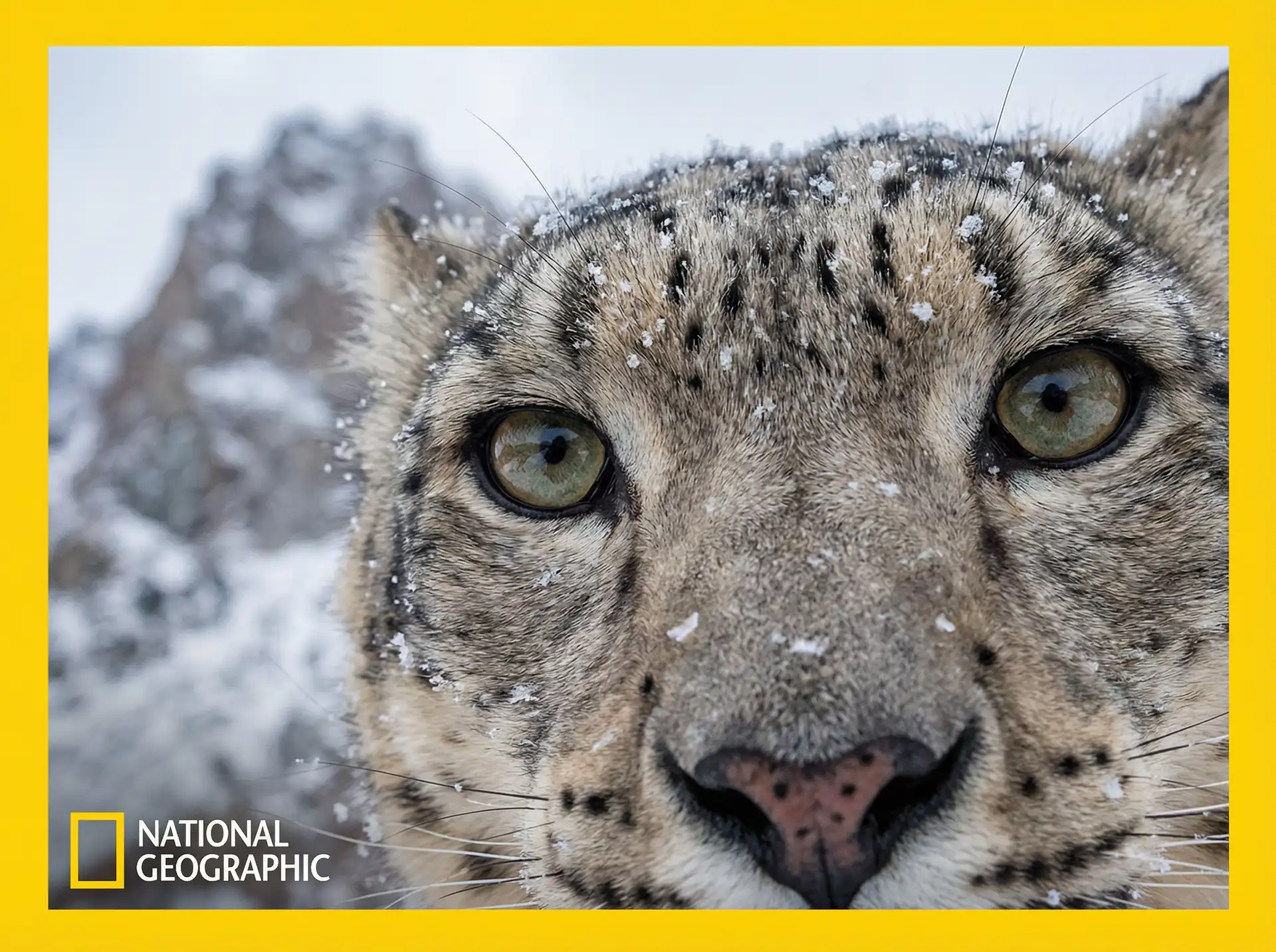 海洋猎手 - 探花 放映室